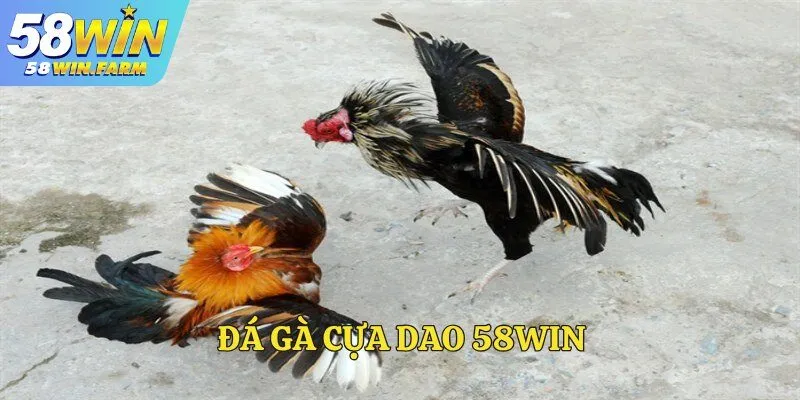 Đá gà cựa dao – Môn chơi quyết liệt tại cổng game 58Win
