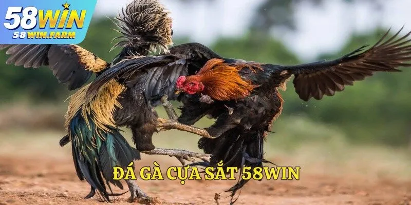 Đá gà cựa sắt – Môn đấu đỉnh cao thu hút đông đảo cược thủ
