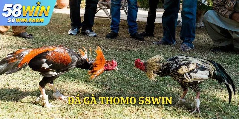 Đá gà Thomo – Sân chơi cá cược hấp dẫn tại 58Win