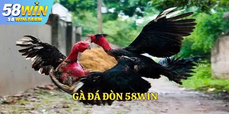 Gà đá đòn – Sân chơi cá cược hấp dẫn tại nhà cái 58Win