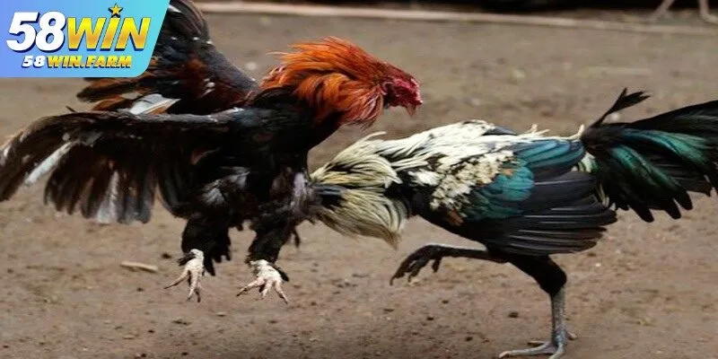 Đá gà cựa sắt – Môn đấu đỉnh cao thu hút đông đảo cược thủ 3 Luật chơi đá gà cựa sắt chuẩn tại 58Win