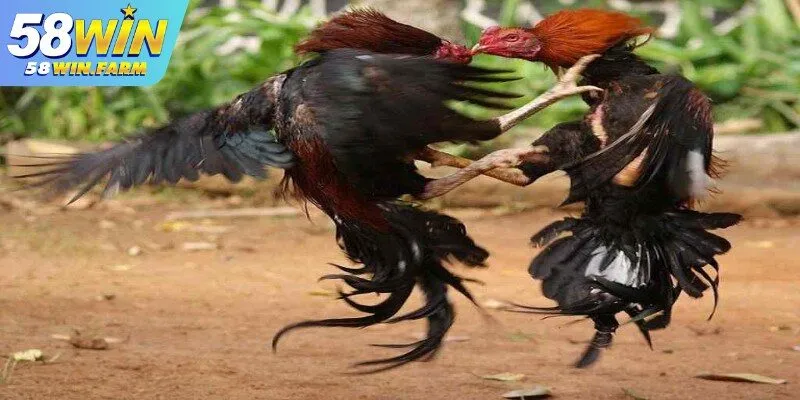 Đá gà Thomo – Sân chơi cá cược hấp dẫn tại 58Win 2 Tổng quan về đá gà Thomo